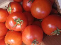 Tomates cat2